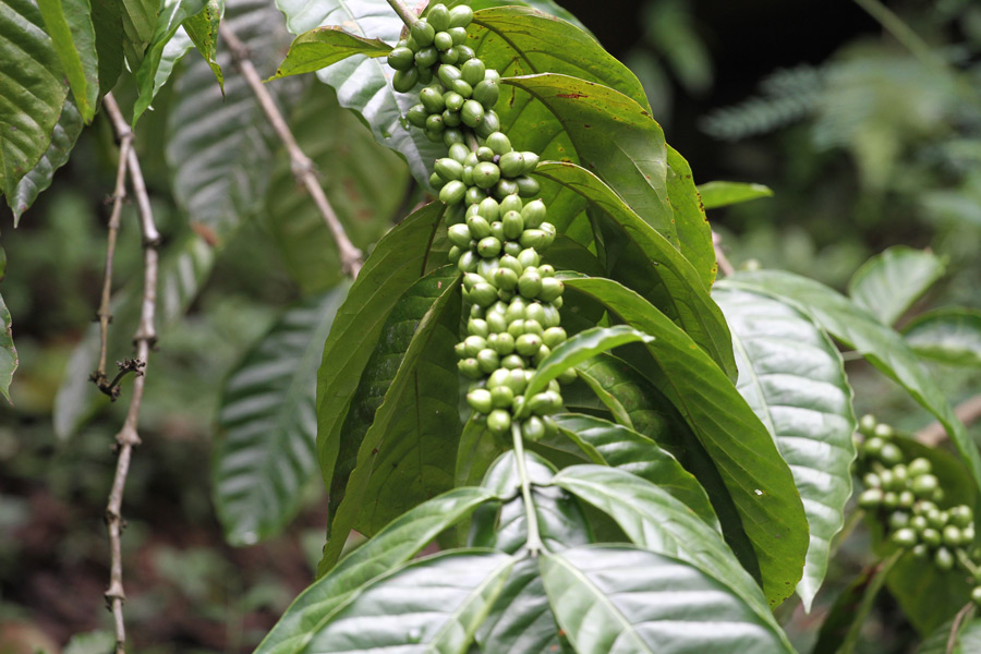 Coffea Arabica rastlina